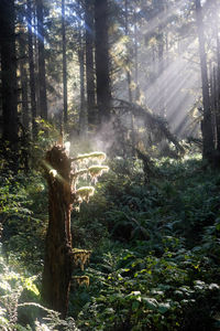 Trees in forest