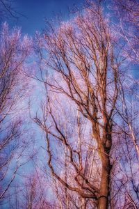 Low angle view of bare trees against clear blue sky