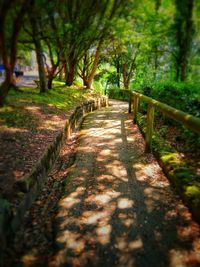 Surface level of footpath amidst trees in forest