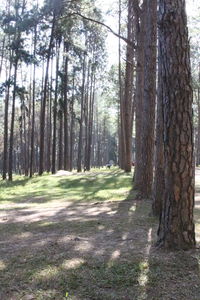 Dirt road amidst trees in forest