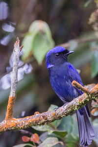 Close-up of bird perching on branch