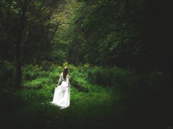 Trees in forest