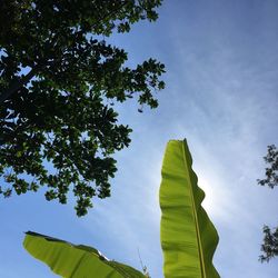 Low angle view of tree against sky