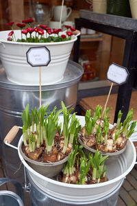 Potted plants