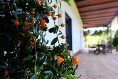 Close-up of orange flowering plant