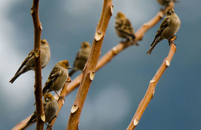 Low angle view of bird perching on branch