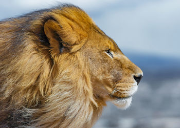 Close-up of cat looking away