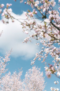 Low angle view of cherry blossom