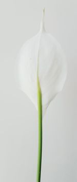 Close-up of white flower