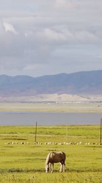 Horse grazing in a field