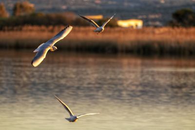 Seagull flying over lake