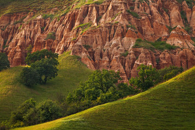 View of trees on cliff