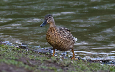 Mallard duck at lakeshore