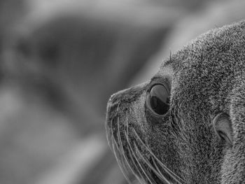 Close-up portrait of a horse