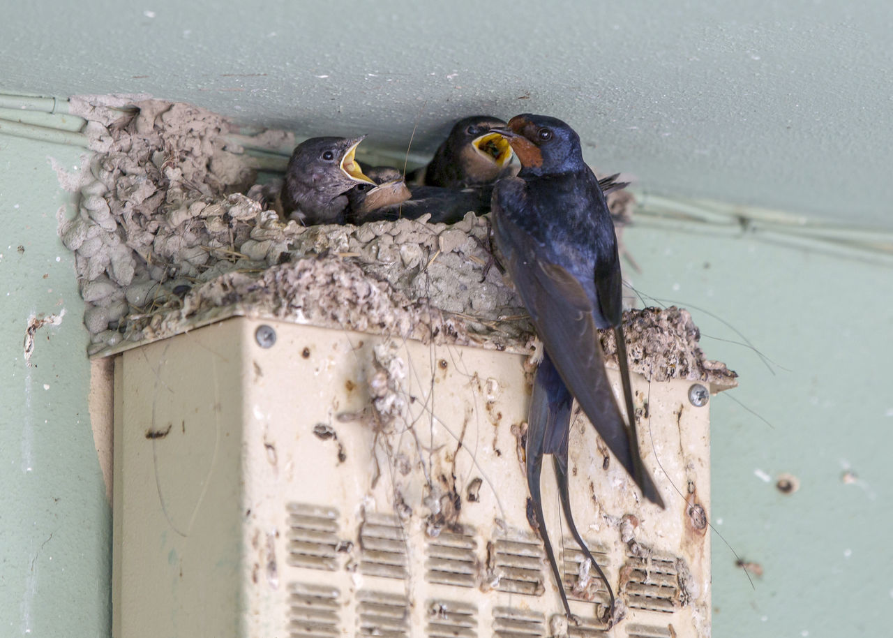 VIEW OF BIRDS ON NEST