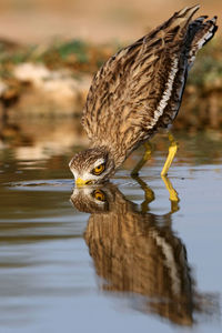 Close-up portrait of owl drinking water