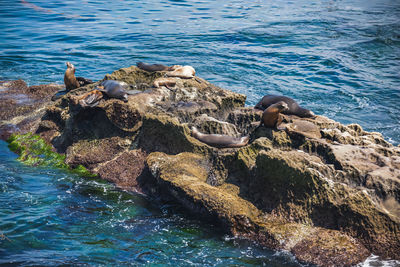 Sea lions and seals at seal rock on the pacific ocean at la jolla in san diego, california