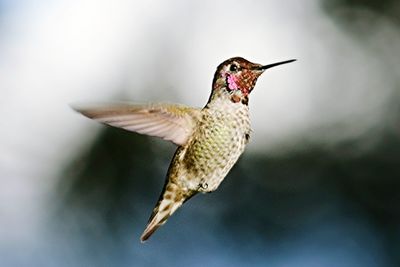 Close-up of hummingbird flying outdoors