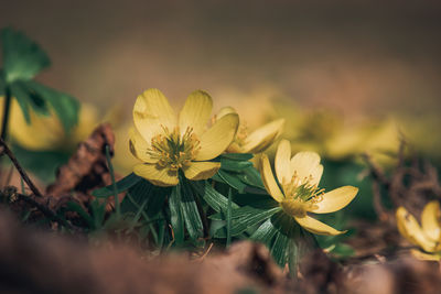 nature