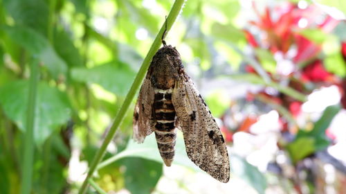 Close-up of butterfly on leaf