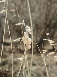 Close-up of wilted flowers on field