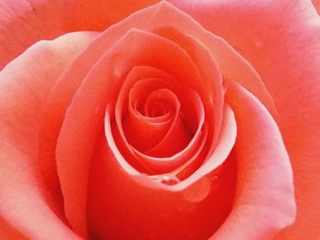 Close-up of rose