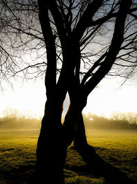 Silhouette bare tree on field against sky at sunset