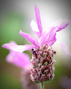 Close-up of purple flower