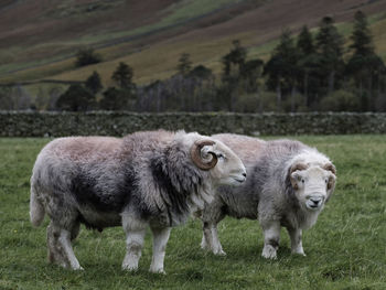 Sheep grazing on field