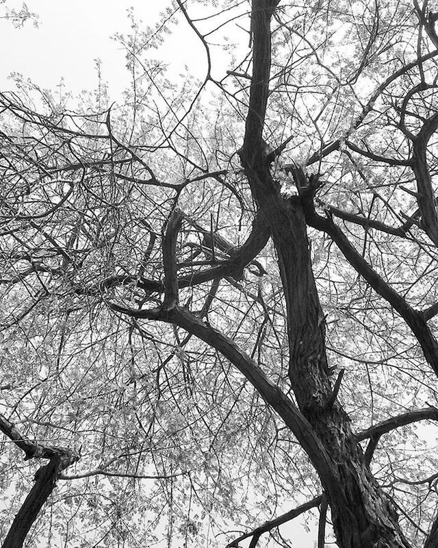 tree, branch, bare tree, low angle view, nature, sky, clear sky, day, outdoors, tree trunk, tranquility, no people, growth, silhouette, beauty in nature, scenics, built structure, part of, backgrounds, directly below