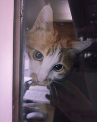 Close-up portrait of cat seen through window