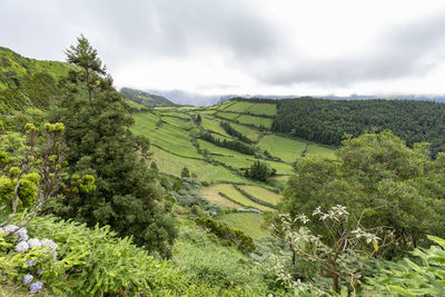 Scenic view of agricultural field against sky