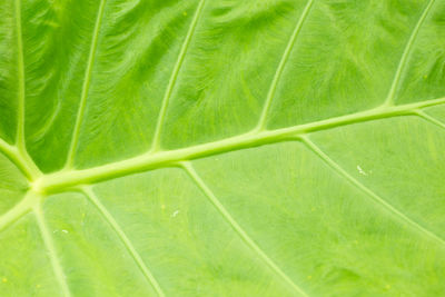 Full frame shot of green leaf