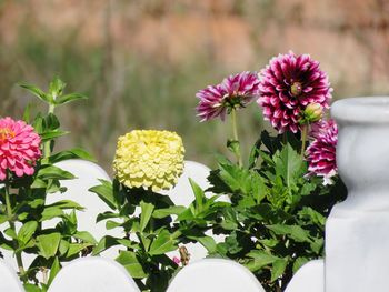 Close-up of pink flowering plants