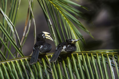 Close-up of birds on plant