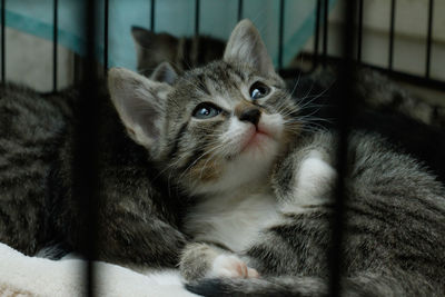 pet