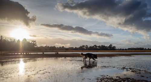 Dog standing in a water