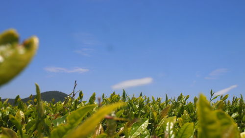 Crops growing on field against blue sky