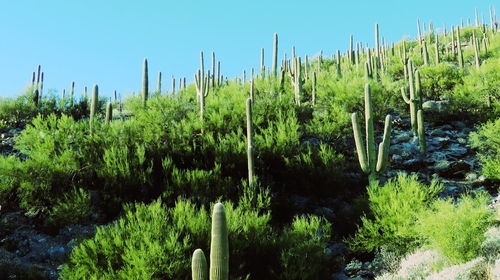 Panoramic view of cactus growing on field against sky