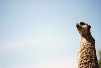 Low angle view of meerkat against clear sky