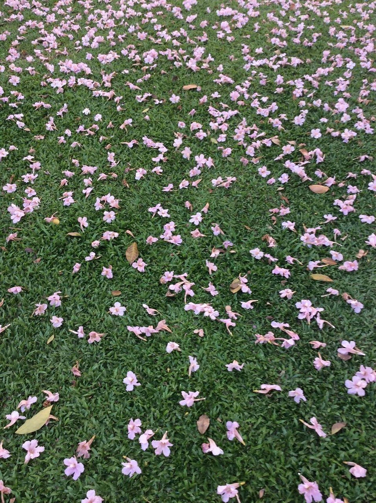 Beautiful grass flower