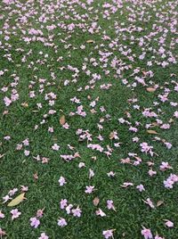 High angle view of pink flowering plants on field