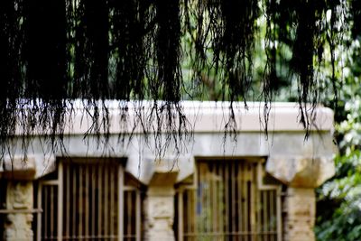 Trees and plants growing outside building