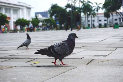 Pigeon perching on footpath