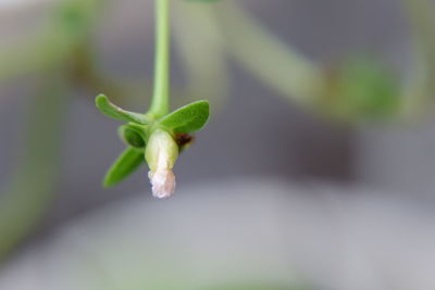 Close-up of flower bud