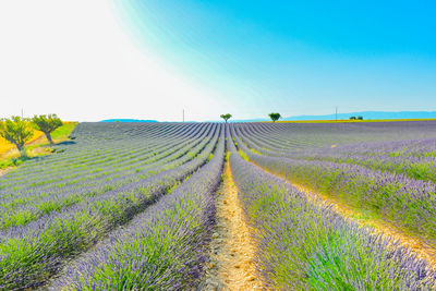 Scenic view of agricultural field against clear sky