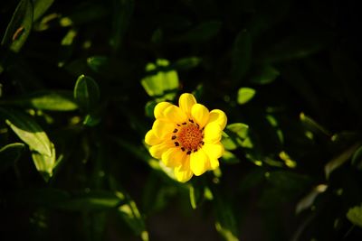 Close-up of yellow flower blooming outdoors