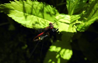 Close-up of insect on leaf