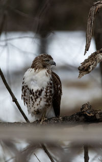 Close-up of hawk perching on branch