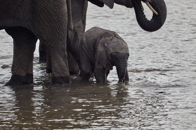 Young african elephant standing in the water
